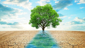 Ways to Reduce Water Consumption in an Eco-Friendly Home